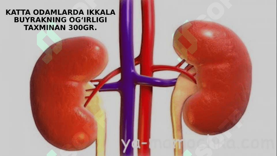 Buyrak biokimyosi 4