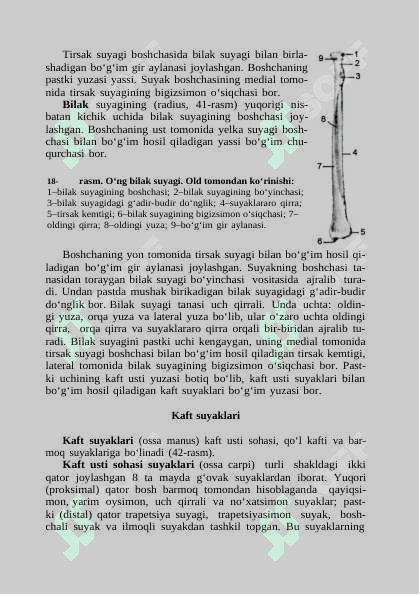 OSTEOLOGIA-SUYAKLAR HAQIDAGI FAN 6