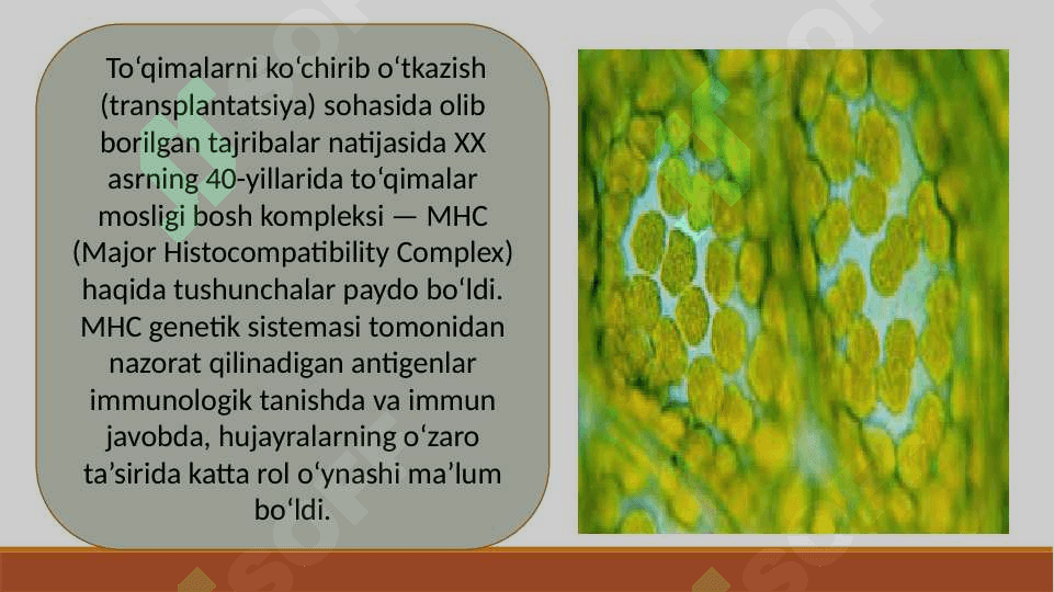 HLA-TIZIMI (MHC-TIZIMI). KOMPLEMENT TIZIMI 4