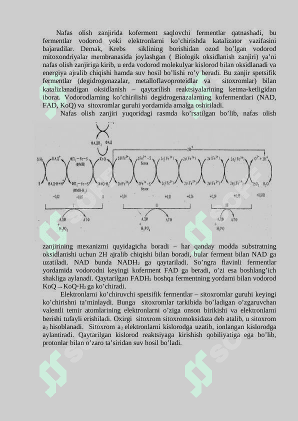 Nafas olish zanjirining buzilishi. Oksidlanishli fosforlanish mexanizmi 2