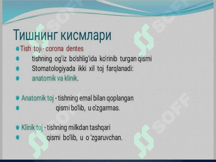 Tishlarning anatomik tuzilishi 7
