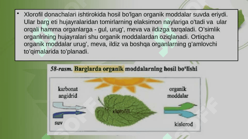 O’SIMLIKLARDA FOTOSINTEZ VA MINERAL OZIQLANISHNI O’RGANISH 7