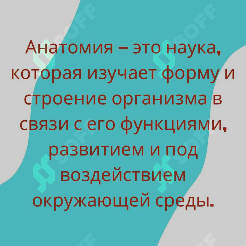 Anatomiya 3