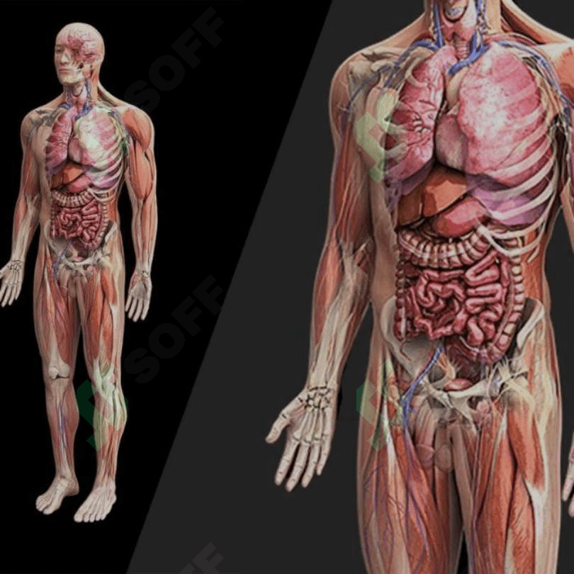 Anatomiya 4