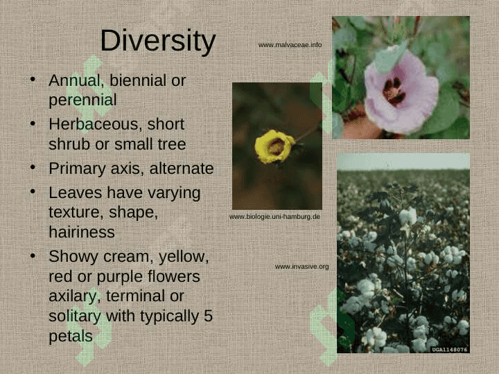 THE HISTORY OF COTTON 5