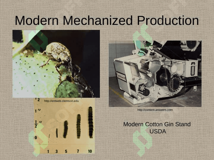 THE HISTORY OF COTTON 8