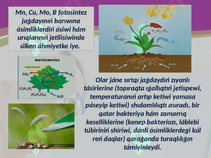 BIOGEN ELEMENTLAR. 8