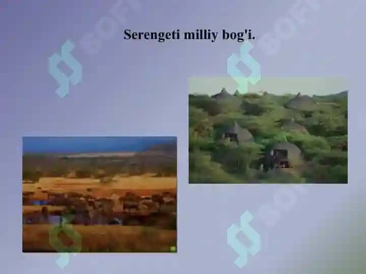 Serengeti milliy bog'i 4
