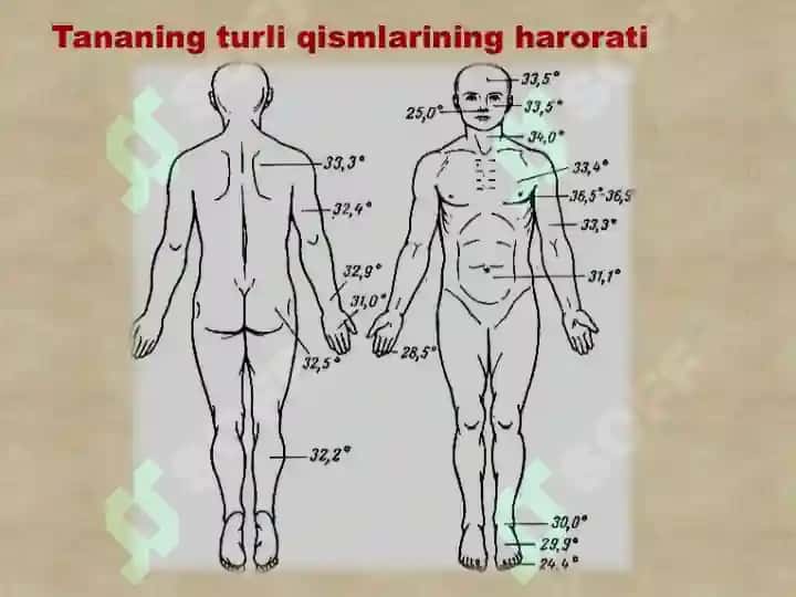 Termometriya 7