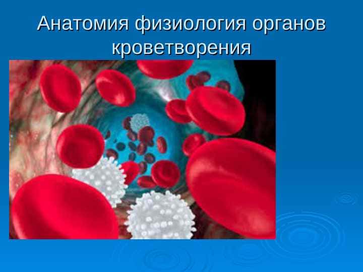 Анатомия физиология органов кроветворения