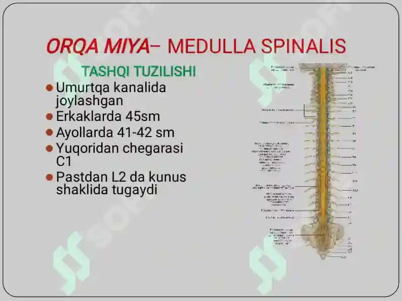 Medulla spinalis 4