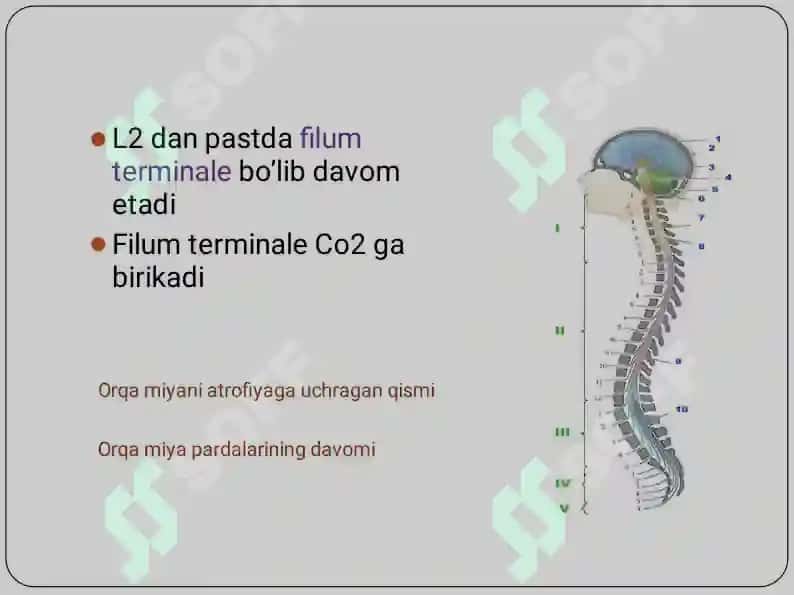 Medulla spinalis 6
