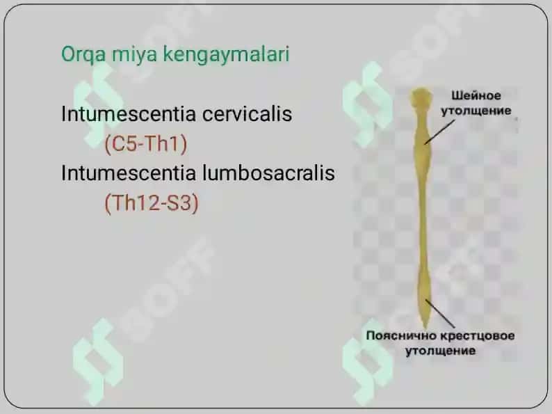 Medulla spinalis 8