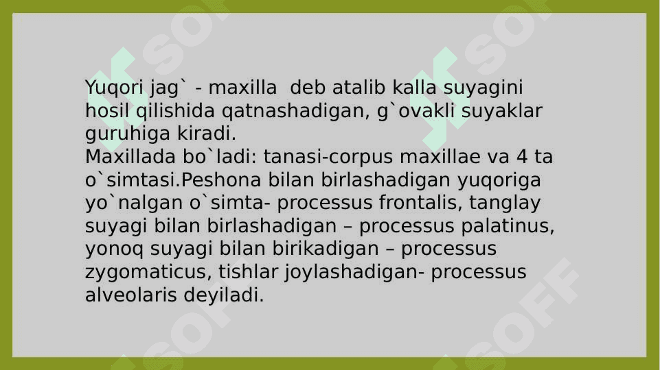 Yuqori va pastki jag' anatomiyasi 2