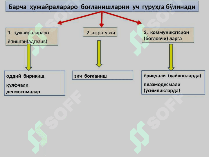ҲУЖАЙРАЛАРАРО БОҒЛАНИШЛАР. 2