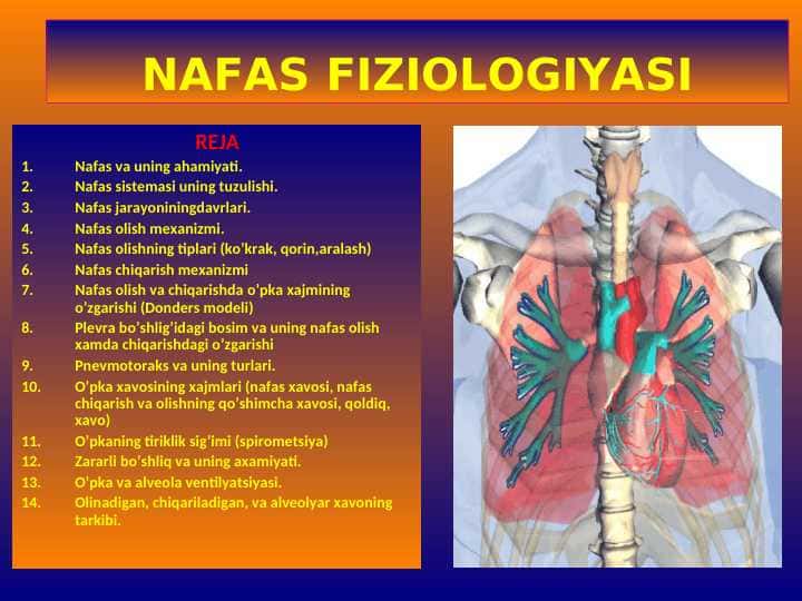 Nafas azolari fiziologiyasi