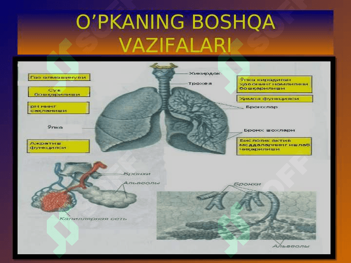 Nafas azolari fiziologiyasi 3