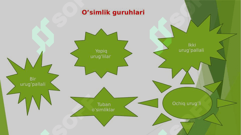 O’t o’simliklar umumiy xarakteristikasi 4