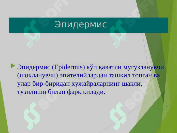 терининг тузилиши,элементлари 4