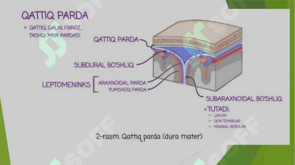 Miya pardalari va sinus bo`shliqlari. Vena bo`shliqlari 4