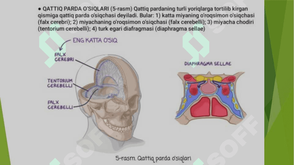 Miya pardalari va sinus bo`shliqlari. Vena bo`shliqlari 8