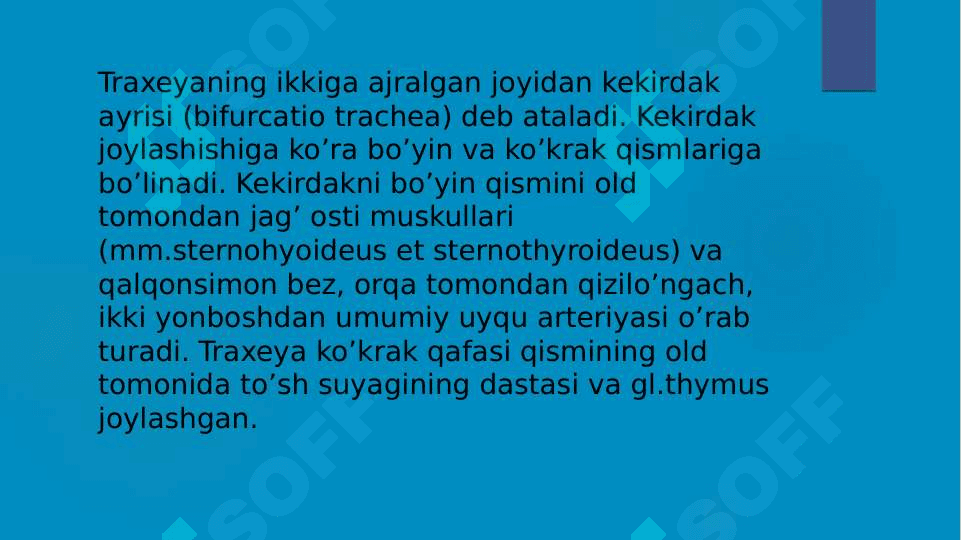 KEKIRDAKNING KLINIK ANATOMIYASI 4