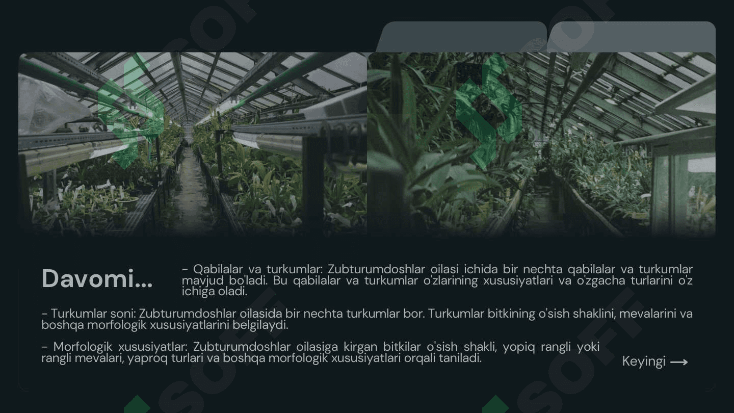 Zubturumdoshlar, zaytundoshlar, sigirquyruqdoshlar oilalarining tasnifi, o'ziga xos xarakterli xususiyatlari va ahamiyati 4