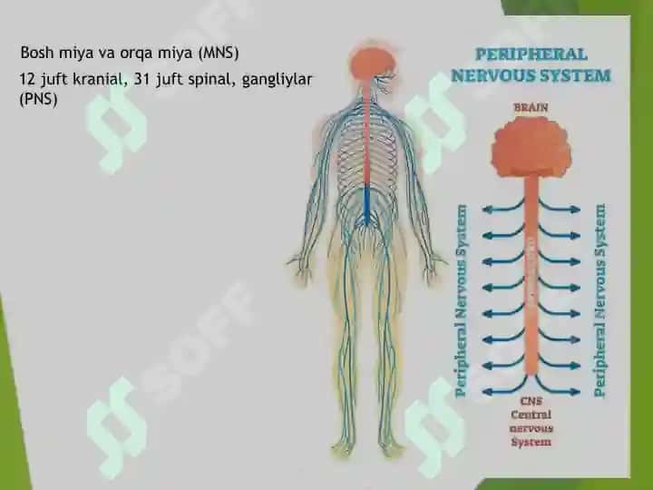 Nerv sistemasi, Neyronlar, Markaziy nerv sistemasi  нерв системаси нейронлар  марказий нерв системаси 2