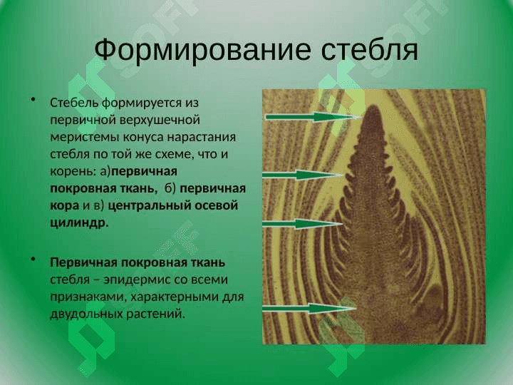 Mороологическое строение стеблей разныx типов 8