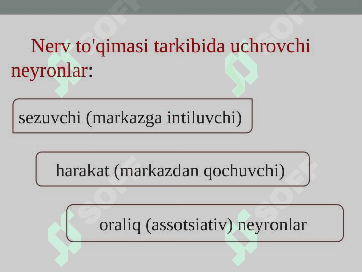 Nerv to’qimasi – hujayralar tuzilishi, nervlar tuzilishi. Neyron strukturasi 4