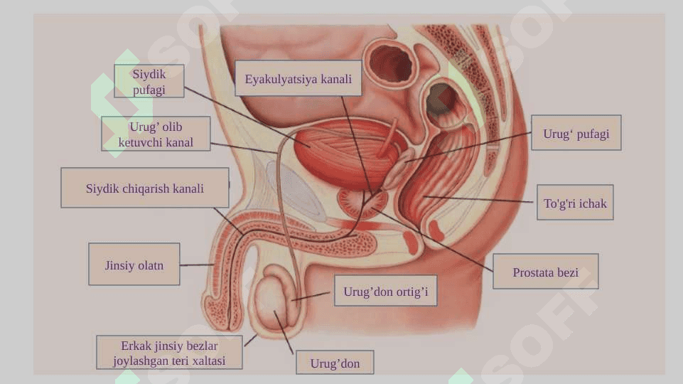 Urug`don . Urug` hujayralrining tuzishi 2