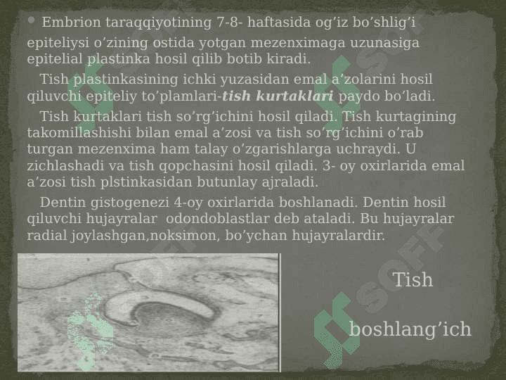Tishlarning tuzilishi 3