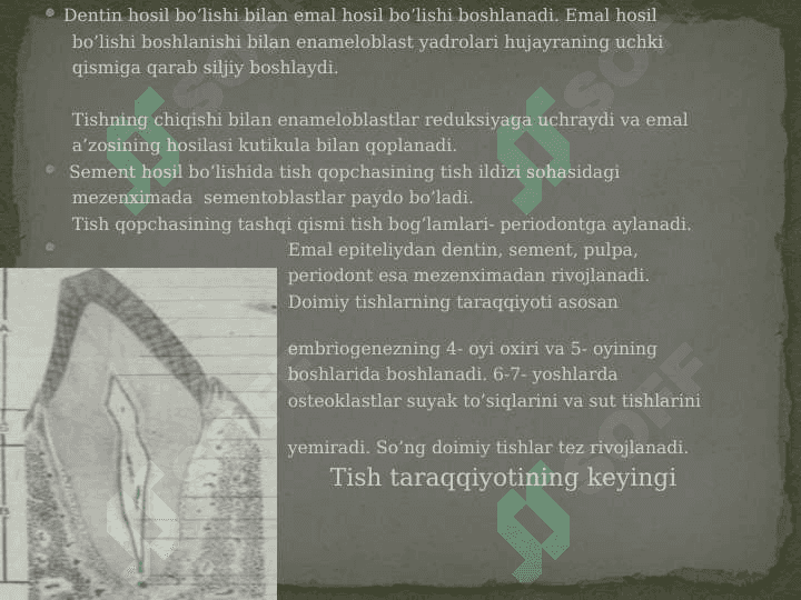 Tishlarning tuzilishi 4