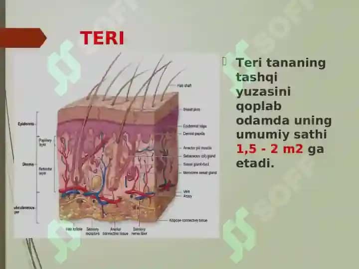 TERI VA UNING HOSILALARI 2