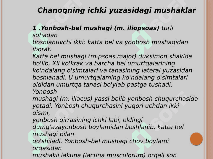 Oyoq mushaklari 3