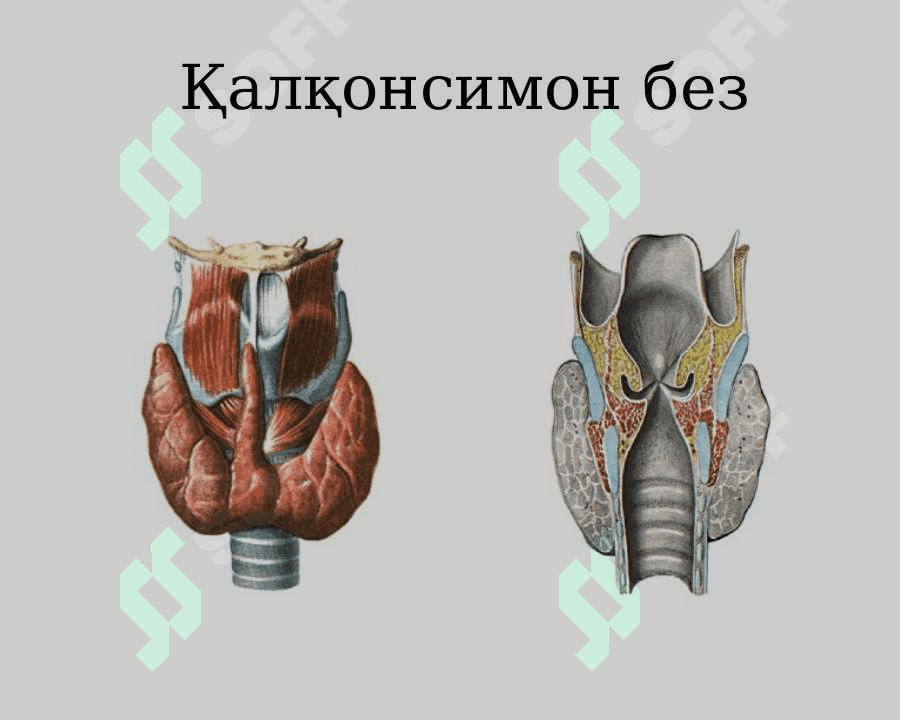 Қалқонсимон без ва уни функсияси 2