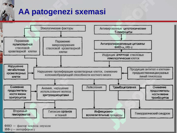 APLASTIK ANEMIA 8