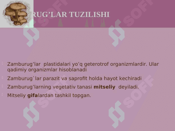 Zamburug' 4
