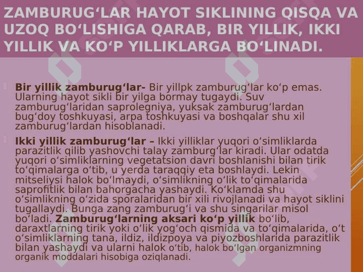 Zamburug' 7