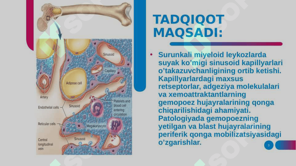 Leykozlar patogenezida qon yaratuvchi a’zolar gistologik xususiyatlari buzilishining ahamiyati 3
