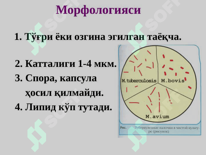 Хаво томчи инфекциялари сил , мохов 7