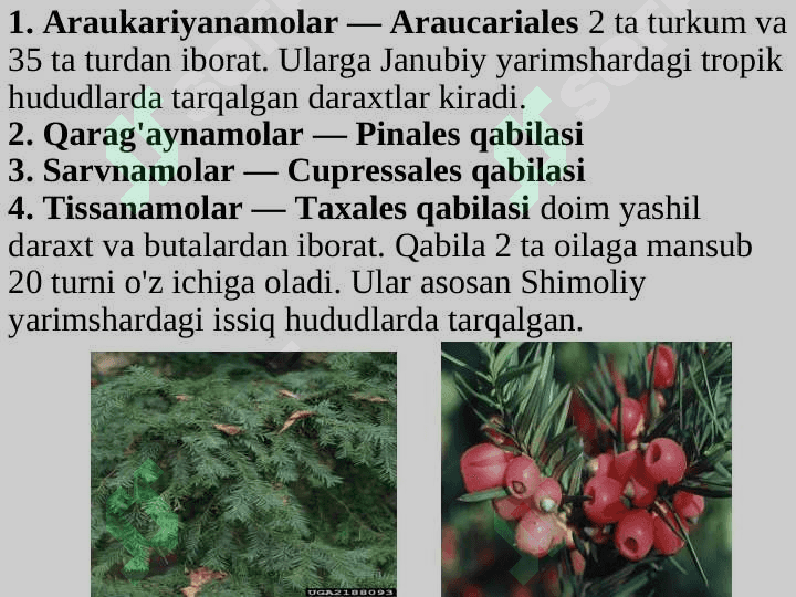 QARAG‘AYSIMONLAR (PINOPSIDA)  AJDODI 8