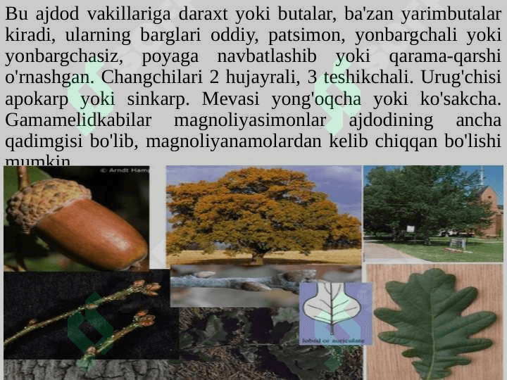 Gamamelidkabilar kichik ajdodi (sinfi) — Hamamelididae 3