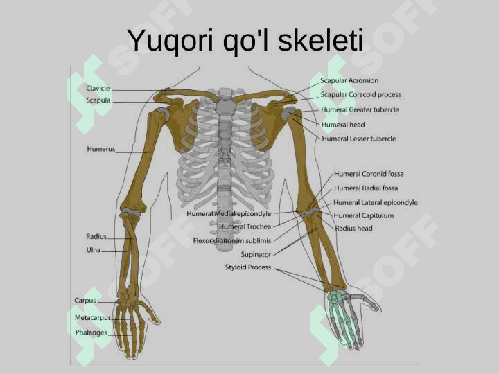 Qo`l -oyoq suyaklari 8