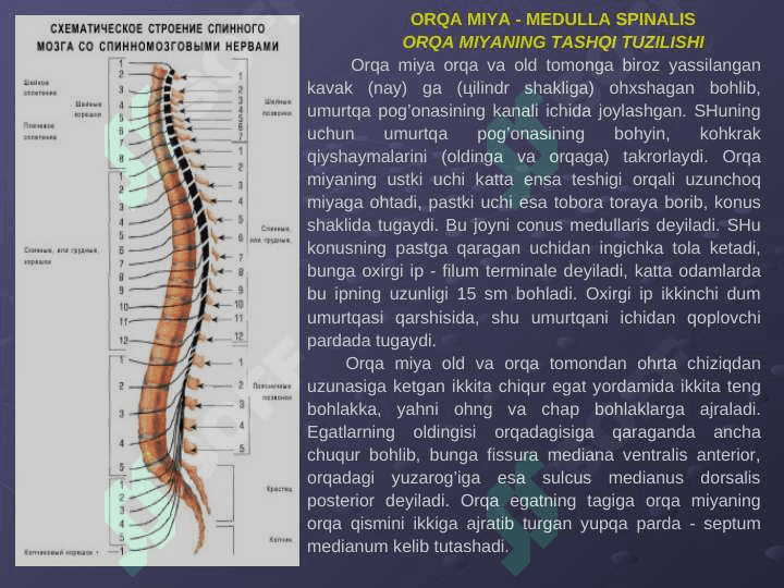 Orqa miyaning tuzilishi 2