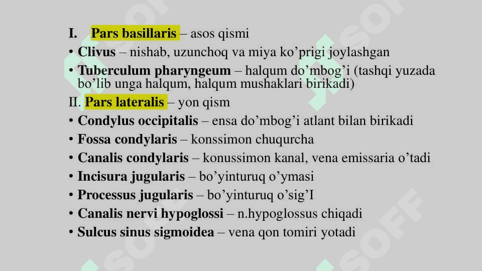 Ensa suyagi (os occipitale) 2
