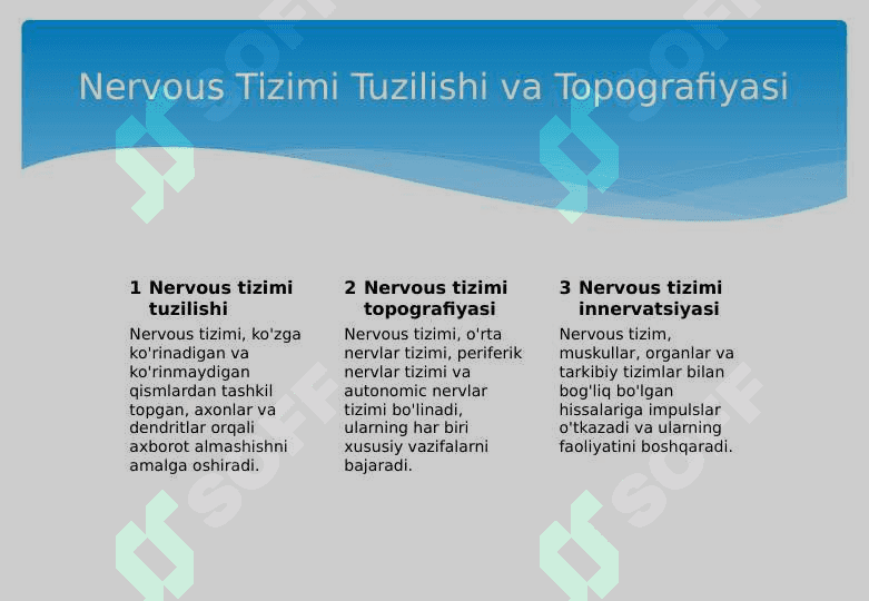 Suyaklar sistemasi,muskullar,yurak va qon tomir sistemalarining tuzilishi va topografiyasi, innervatsiyasi 5