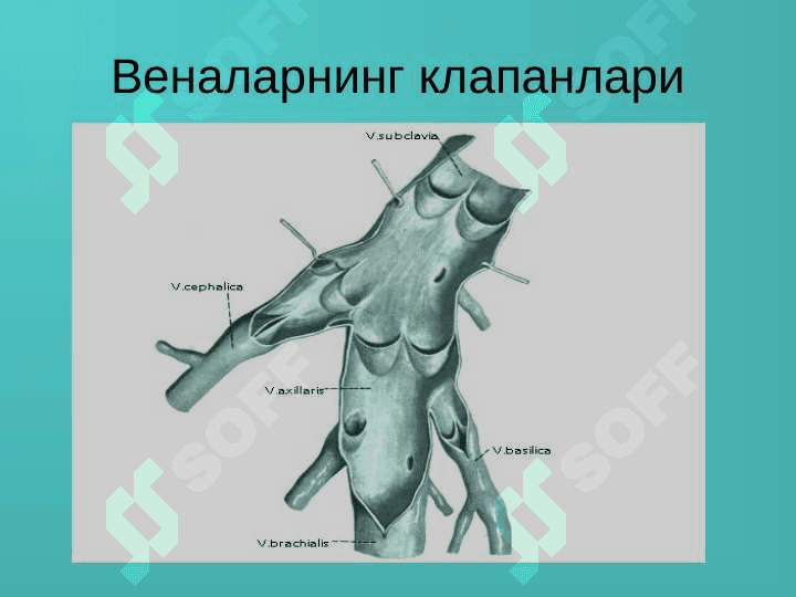 Varikozlar 3
