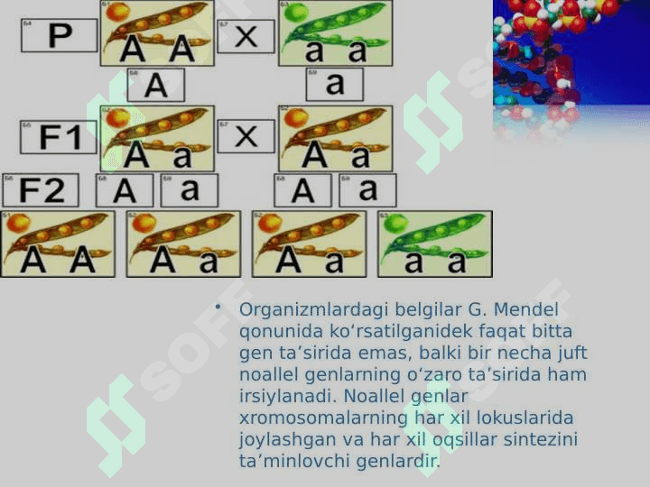 Noallel genlarning irsiylanishi. Epistaz 2