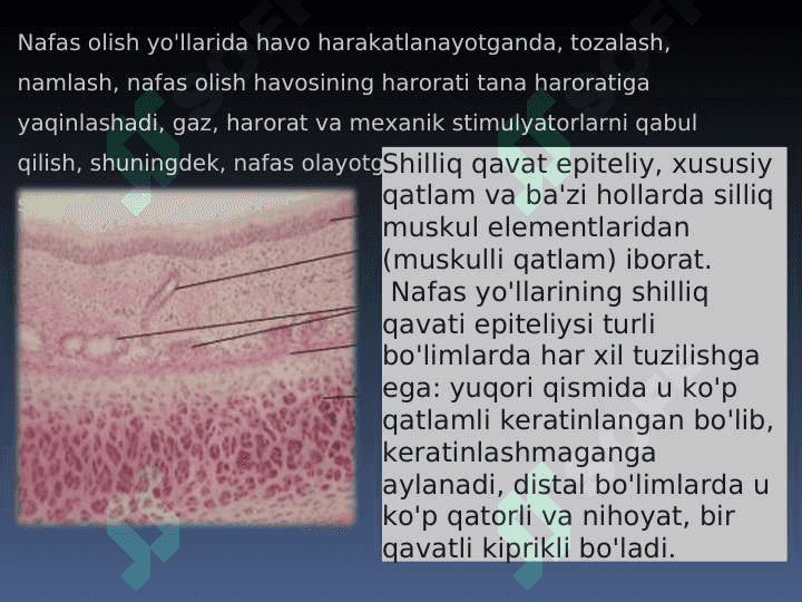 nafas olish sistemasi 7